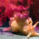 Illustration for article titled Sea Hare Ink Is One of Natures Most Unusual Bioweapons
